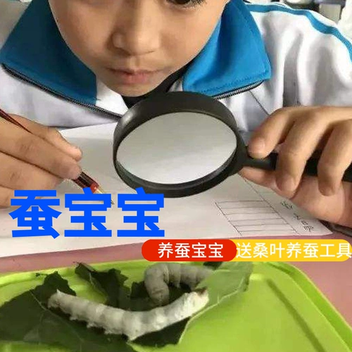 Щелковые пленки дети 1234 Студенты шелкористого червя, которые поднимают наборы шелкота из свежего шелковика Большого шелкористого шелкового изделия