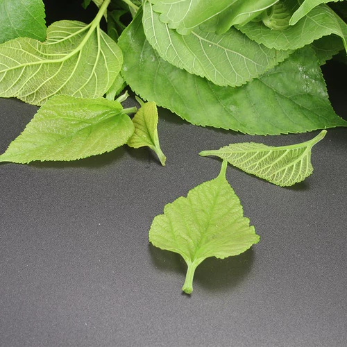 Шелковой червр детский шелковичный лист свеже