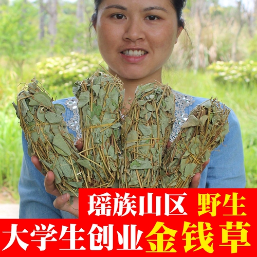 Guangxi -Бесплатные свежие большие деньги -пахнущие камни естественным образом широкая денежная трава, пропитанная вода и почек целое растение 500 грамм