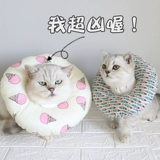 Элизабет кошка кошка горькая и облизывая, с учетом мягких рук кошка кошка и домашние животные поглощают стыд стыд Круг мягкий круг