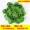 Mô phỏng mây hoa nho giả hoa nho cây nho lá nhựa xanh lá trần treo tường cây xanh trang trí ống - Hoa nhân tạo / Cây / Trái cây cây xanh giả