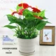 Big Grey Water Ripple Basin+Short 9 Red Palm