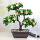 Середина -No. Taozi Bonsai [высотой около 35 см]