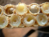 Пчелиная король замороженные сухой порошок таблетка пчела король Embarra 100 грамм купить пять получите один бесплатно