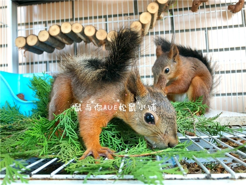 Белка летающая мышь Мыши Родор Животные Интерактивные Игрушки природа Подарок природы свежие глубокие горы и дикие трубы свежие листья