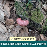 Shennongjia Wild Ganoderma lucidum 250 граммов всей ветви лекарственных материалов для винных чилинжжи можно нарезать и приносить нарезанную негародерму.