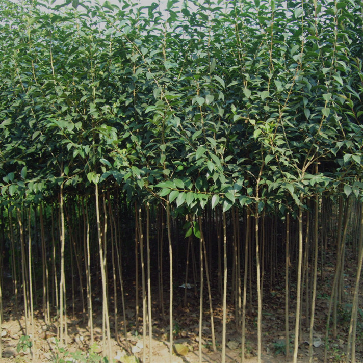 杨树苗价格走势与市场分析