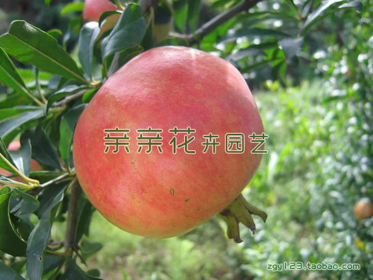 [Fruit tree seedling large pomegranate tree seedling new variety - Yunnan large pomegranate seedling large fruit sweet taste fragrant]