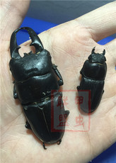 Других насекомых рептилий/тревоги 中国大扁锹 锹形虫 甲虫