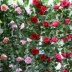 Mô phỏng Hoa hồng cưới Vine Hoa giả bằng nhựa Hoa lụa Điều hòa nhiệt độ sưởi ấm Trang trí ống hoa treo tường Vine - Hoa nhân tạo / Cây / Trái cây hoa hồng giả Hoa nhân tạo / Cây / Trái cây