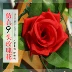 Mô phỏng Hoa hồng cưới Vine Hoa giả bằng nhựa Hoa lụa Điều hòa nhiệt độ sưởi ấm Trang trí ống hoa treo tường Vine - Hoa nhân tạo / Cây / Trái cây