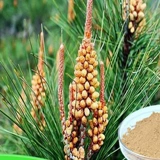 Грибные, озеро Чжэцзян Цяндао, разбивая сосну из сахара, скорость разрыва стены> 98%подлинная бесплатная доставка 100G