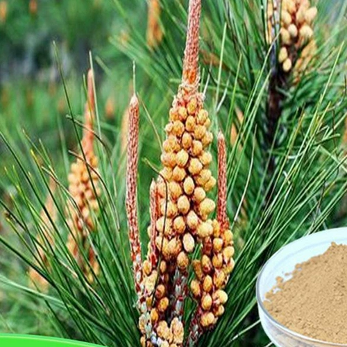 Грибные, озеро Чжэцзян Цяндао, разбивая сосну из сахара, скорость разрыва стены> 98%подлинная бесплатная доставка 100G