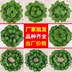 Mô phỏng lá nho hoa giả mây cây nho lá xanh lá nước ống trần trang trí nhựa lá xanh - Hoa nhân tạo / Cây / Trái cây Hoa nhân tạo / Cây / Trái cây