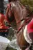 Shengcongma cưỡi ngựa tốc độ đua ngựa Úc nhập khẩu Zilco đua ngựa đặc biệt 缰 PVC