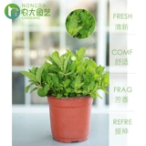 Монетный горшок с свежим съедобным мятном листом внутреннего гидропонного гидропонного растения розмарина Mint Seartings Зеленые цветы