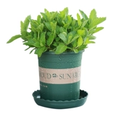 Монетный горшок с свежим съедобным мятном листом внутреннего гидропонного гидропонного растения розмарина Mint Seartings Зеленые цветы