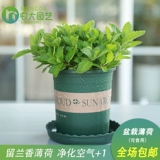 Монетный горшок с свежим съедобным мятном листом внутреннего гидропонного гидропонного растения розмарина Mint Seartings Зеленые цветы