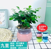 Jiuli+Цветная фарфоровая раковина (керамика)