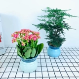 Lvluo Fortune Tree Tree Plant Plant Plant Комната цветочные зеленые растения LV сцены четыре сезона Changqingwen Bamboo Hanging Orchids
