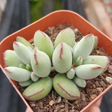 精灵豆福娘多肉植物盆栽一物一拍萌肉肉办公室桌面绿植阳台花卉