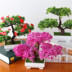 Cây mô phỏng chào đón cây thông nhỏ trong chậu bonsai trang trí nhà cây nhỏ nhựa giả hoa trang trí quà tặng sáng tạo - Hoa nhân tạo / Cây / Trái cây lan giả hạc đột biến Hoa nhân tạo / Cây / Trái cây