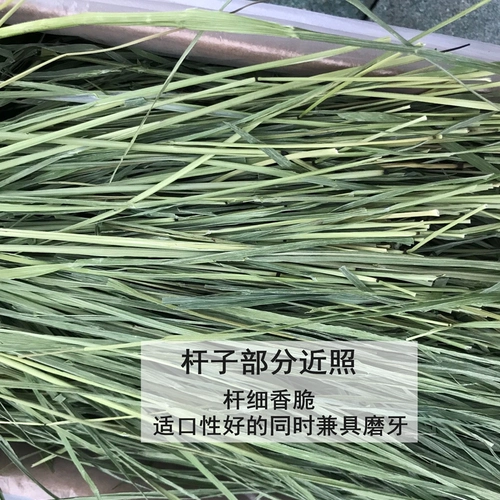 2025 Новая сушена