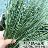 2025 Новая сушена