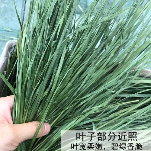 2025 Новая сушена