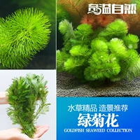 Qi Yi Natural Aquarium green Chrysanthemum 8-10 растений/групповые пейзаж водные рыбные коробки Аквариум ландшафт