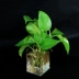 Bàn acrylic đơn giản để bàn bộ đồ ăn nước văn hóa màu xanh lá cây bình hoa đất trồng cây hoa chậu cây xanh - Vase / Bồn hoa & Kệ Vase / Bồn hoa & Kệ
