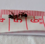 Северо -восточные дикие черные муравьи высушенные дикие сухое красное пеновое вино ингредиенты, чтобы быть черными, больше шипора