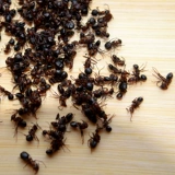 Северо -восточные дикие черные муравьи высушенные дикие сухое красное пеновое вино ингредиенты, чтобы быть черными, больше шипора