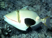 Тропический аквариум питомец морской водные рыбы импортировал черные артиллерийские ракушки, морские рыбные аквариумы тропические рыбы Живая рыба живая рыба