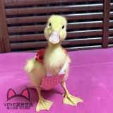 Yoyo Custom Duck Clothing Kor Duck Duck Duck Duck Duck Duck Duck Poy Grap