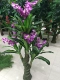 1,5 метра резьбовой фалаенопсис без горшков