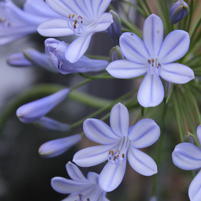 百子莲银色非洲 宿根花卉多年生 蓝色花 叶子四季常绿 盆栽开花_亲亲
