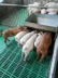 Thiết bị chăn nuôi lợn Vân Nam giường ương lợn con bán hàng trực tiếp đến Côn Minh, Đại Lý, Bảo Sơn, Phổ An, Tứ Xuyên - Thiết bị sân khấu