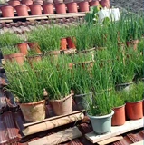 Заводская прямая запас ферментированного кофе сухого остатка, цветочные удобрения, питательный цветочный кислотный остаток кофе 900 грамм бесплатной доставки