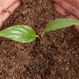 Заводская прямая запас ферментированного кофе сухого остатка, цветочные удобрения, питательный цветочный кислотный остаток кофе 900 грамм бесплатной доставки