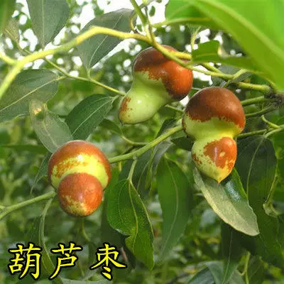 [Jujube tree live seedling grafted seedling with fruit in year huge Jin-si green jujube planted in courtyard for north south winter jujube seedling]