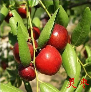 [Jujube tree live seedling grafted seedling with fruit in year huge Jin-si green jujube planted in courtyard for north south winter jujube seedling]