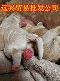 Сломанный хвост собаки щенки плюшевые плюсы Корги Фракторинг Клип Красного червя 8 Юань бесплатная доставка для отправки резиновых полос