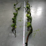 [MUCOENG] Симуляция зеленая винограда изгибает форма мертвой виноградной виноград