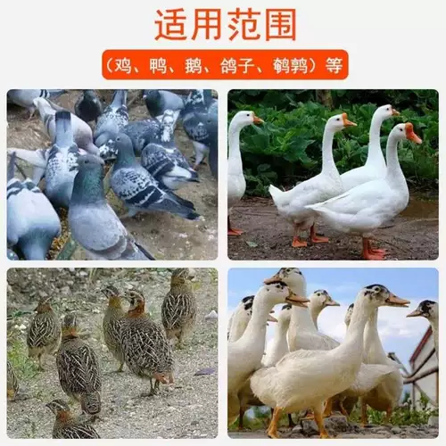 Многомерные звери для яиц и многомерная курица птицы для голубей -голубей.