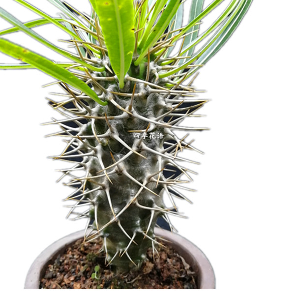 Succulent Live Plant Pachypodium Lamerei Drake 20cm