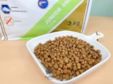 Sara Pet Belgium импортировал малые собаки щенки uodi 2 кг.