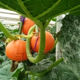Shouguang Huangpi Little Pumpkin Seeds Seeds Северный северный Южный Китай