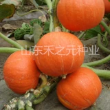 Shouguang Huangpi Little Pumpkin Seeds Seeds Северный северный Южный Китай