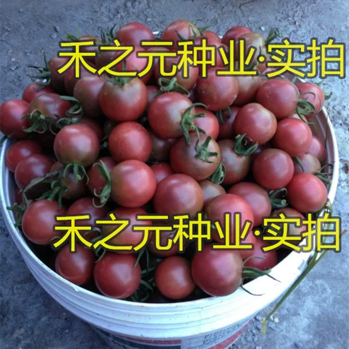 Черная жемчужина черные семена томатов фиолетовые томатные саженцы фрукты четыре сезона Западные помидоры четыре сезона семя